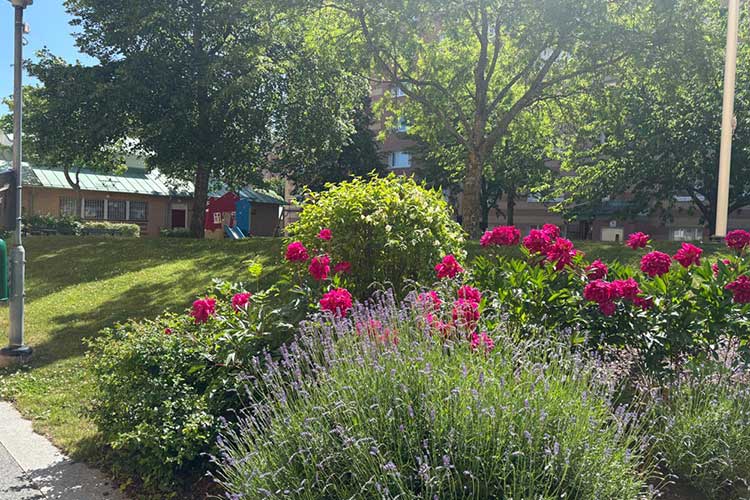Blommor vid utsidan av ett hus