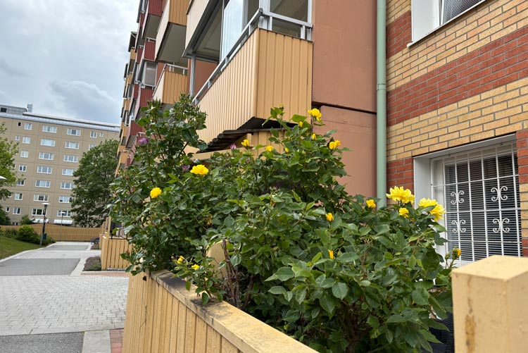 BRF trädets lokaler