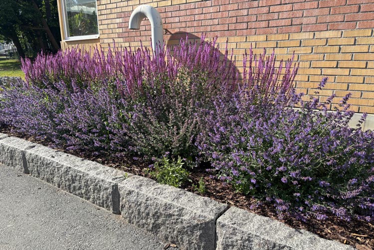 BRF trädets lokaler