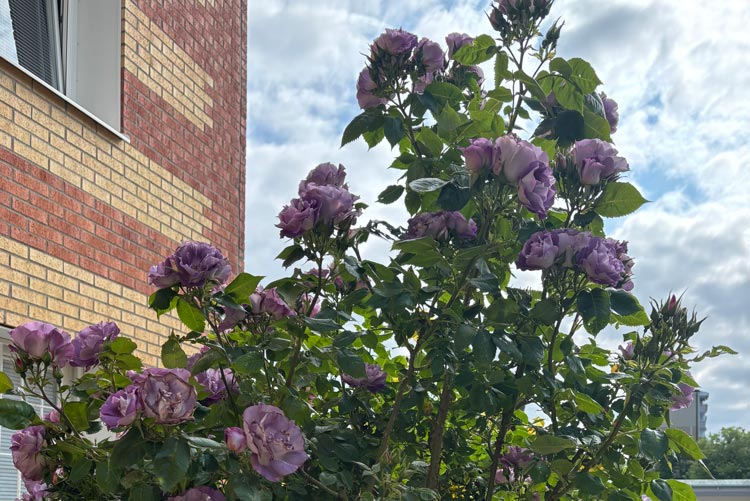 BRF trädets lokaler